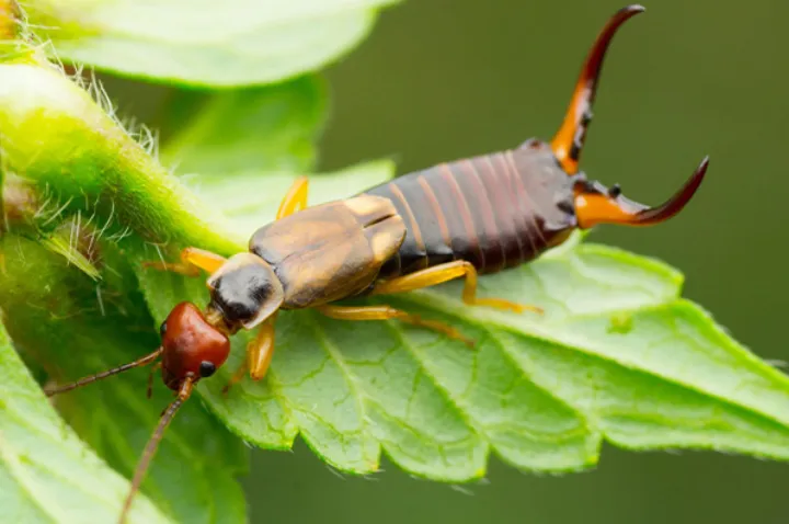 فرمان حمله گوش خیزک‌ها به مونترال و تورنتو صادر شده!